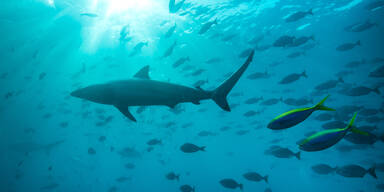sharks.jpg