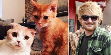 Ed Sheeran Katzen Instagram