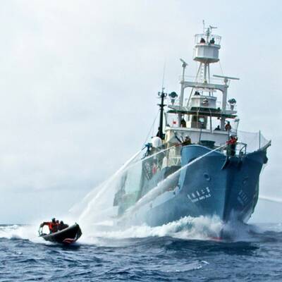 Umweltschützer stoppen Walfänger