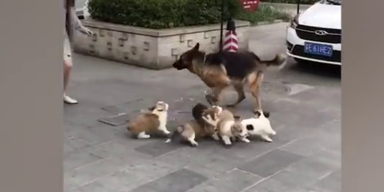 Entzückender Angriff | Die kleinen Corgis jagen den Schäferhund