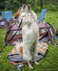 Erster UK Campingplatz für Hunde