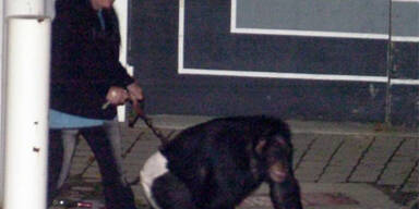 Polizei erschoss rabiaten Affen in den USA