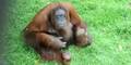 Orang-Utan-Weibchen auf Zigaretten-Entzug