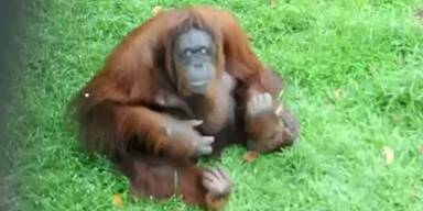 Orang-Utan-Weibchen auf Zigaretten-Entzug