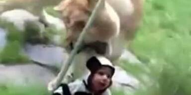 Glas sch&uuml;tzt Baby vor L&ouml;wen-Attacke