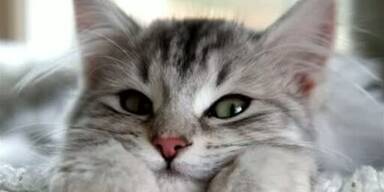 So macht Katzenschnurren gesund