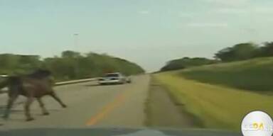 Araberhengst rast 12 km Highway entlang