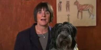 Hunde und Katzen w&uuml;rden l&auml;nger leben, wenn...