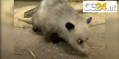 Schielendes Opossum Heidi ist tot
