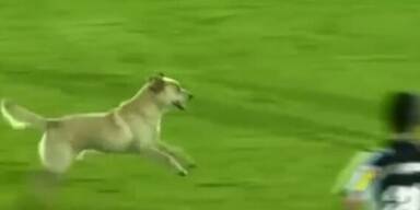 Hund unterbricht Fussballspiel