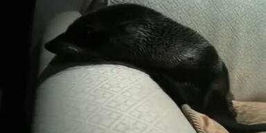 Seeb&auml;renbaby "Lucky" kuschelt sich auf Sofa