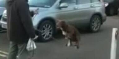 Hund balanciert auf einem Seil