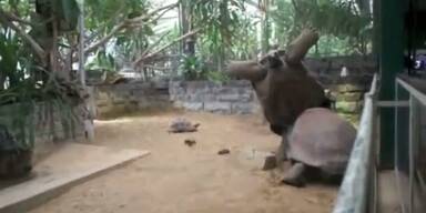 Kuriose Sex-Panne zweier Schildkröten