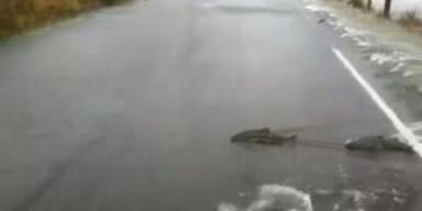 Lachse überqueren Strasse bei Hochwasser