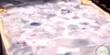 Tausende Quallen bringen Kraftwerk in Gefahr