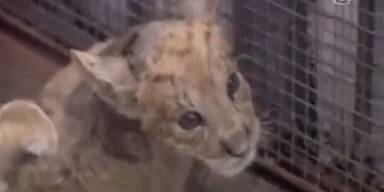 Seltene "Töwen"- Zwillinge geboren