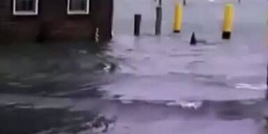Hai auf den Straßen von New Jersey gesichtet