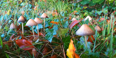 Vater gab Tochter "Zauberpilze": 16-J&auml;hrige im Spital