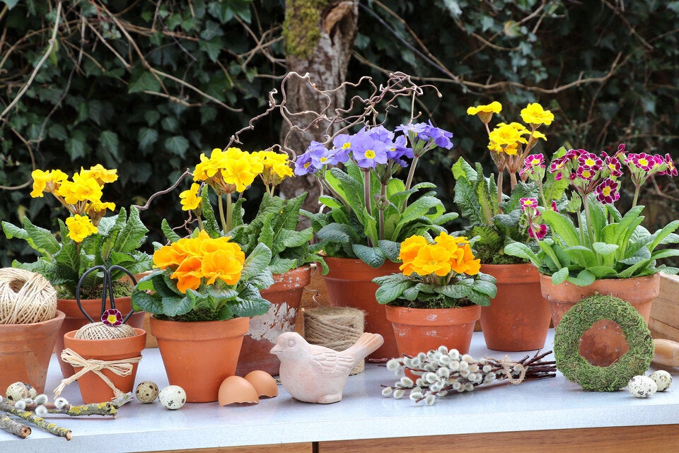 Oster-Erwachen im Garten