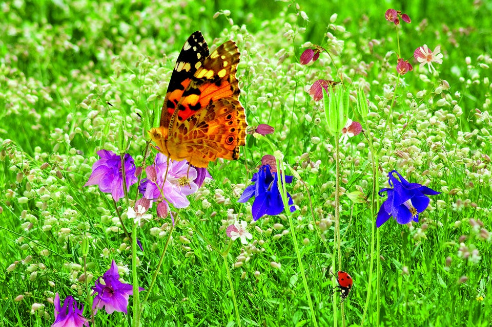 Das große Schlaraffenland für Bienen, Schmetterlinge & Co