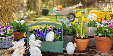 Oster-Erwachen im Garten
