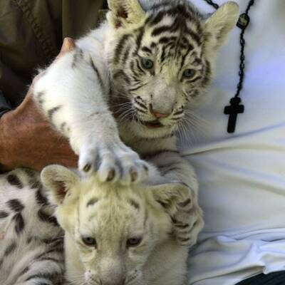 Fünf neue Tiegerbabys für Siegfried&Roy