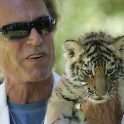 Fünf neue Tiegerbabys für Siegfried&Roy