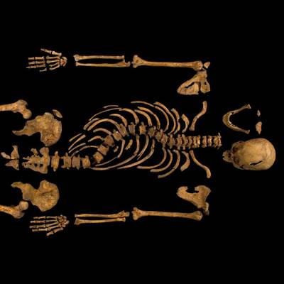 Königliches Skelett