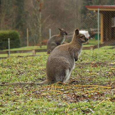 Skipper ist wieder daheim