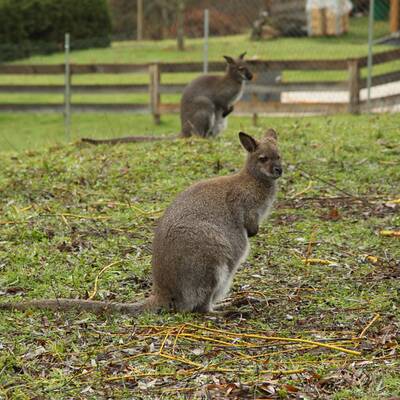 Skipper ist wieder daheim