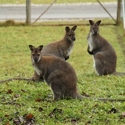 Skipper ist wieder daheim