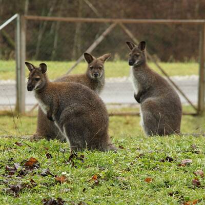 Skipper ist wieder daheim