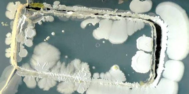 So ekelig sind unsere Smartphones