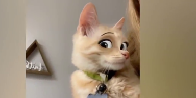 Katze mit Snapchat-Filter