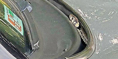 Schlange kroch bei 130 km/h aus Motorhaube