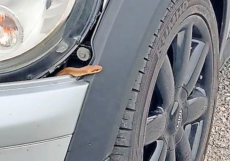 Schlange kroch bei 130 km/h aus Motorhaube