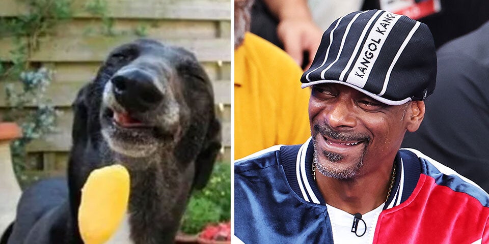 Cher, Putin & Gere: Diese Hunde sind Doppelgänger von Promis