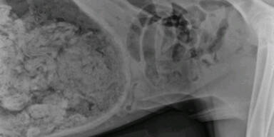 Dänische Dogge frisst 43 Socken