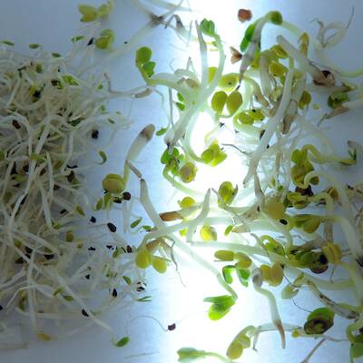 Dieser Hof wurde nun geschlossen