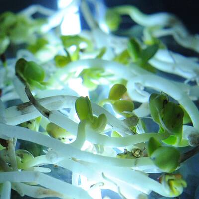 Dieser Hof wurde nun geschlossen