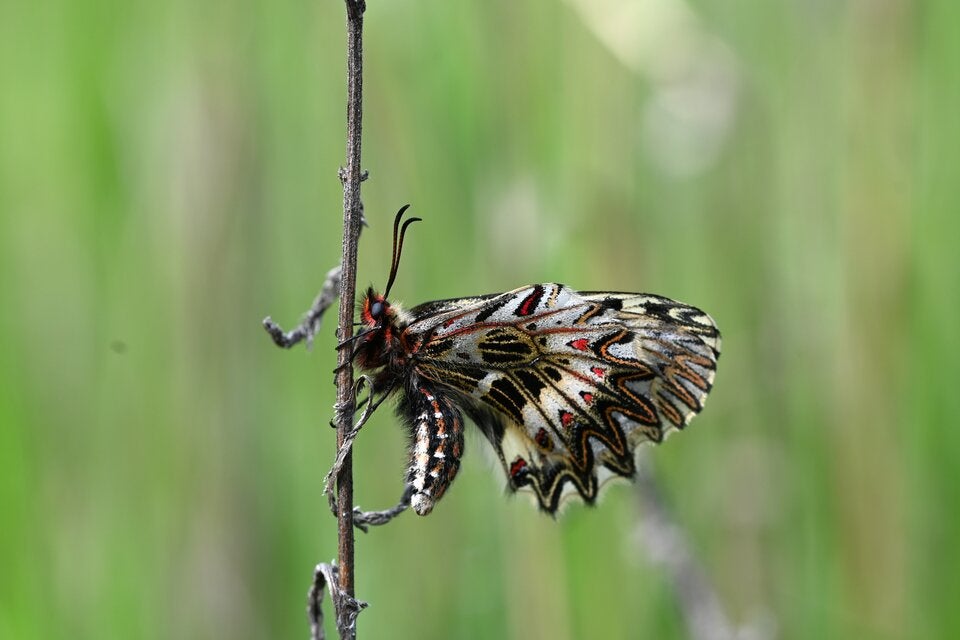 ''Natur im Garten'': Das sind die schönsten Schmetterlings-Fotos