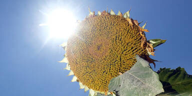 New South Wales zur D&uuml;rrezone erkl&auml;rt