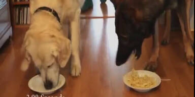 Tierisches Spaghetti-Wettfressen