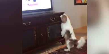 spaniel.png