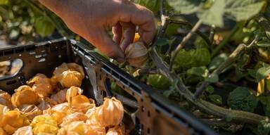 Von den Anden ins Hausruckviertel: SPAR setzt bei Bio-Physalis auf Regionalit&auml;t