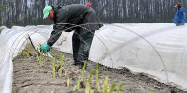 Spargelernte in &Ouml;sterreich gestartet