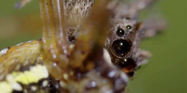 Portia Spinne