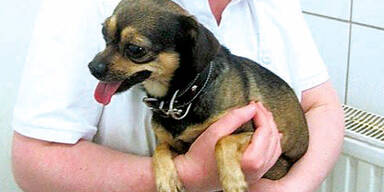 Grazerin warf Hund von Balkon