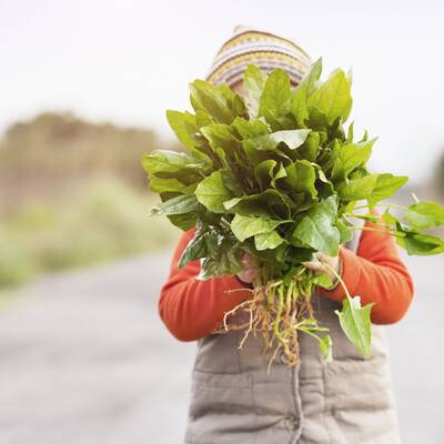 10. Markstammkohl: Kommt bei uns hauptsächlich als Tierfutter in Einsatz. In Portugal und Galizien wird eine Variante des Kohl im Nationalgericht 