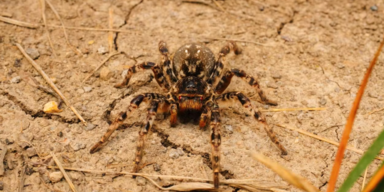 Riesige Tarantel im Bezirk Baden aufgetaucht